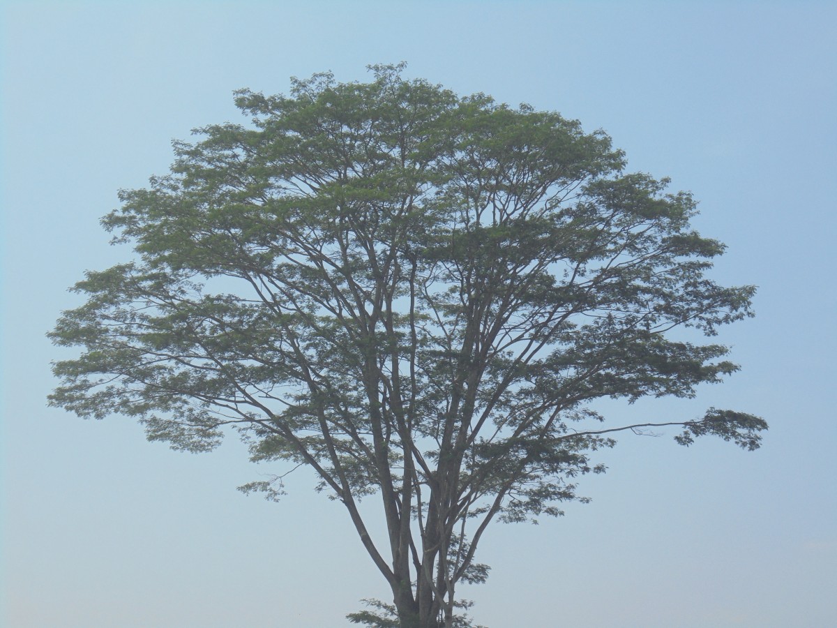 Falcataria falcata (L.) Greuter & R.Rankin
